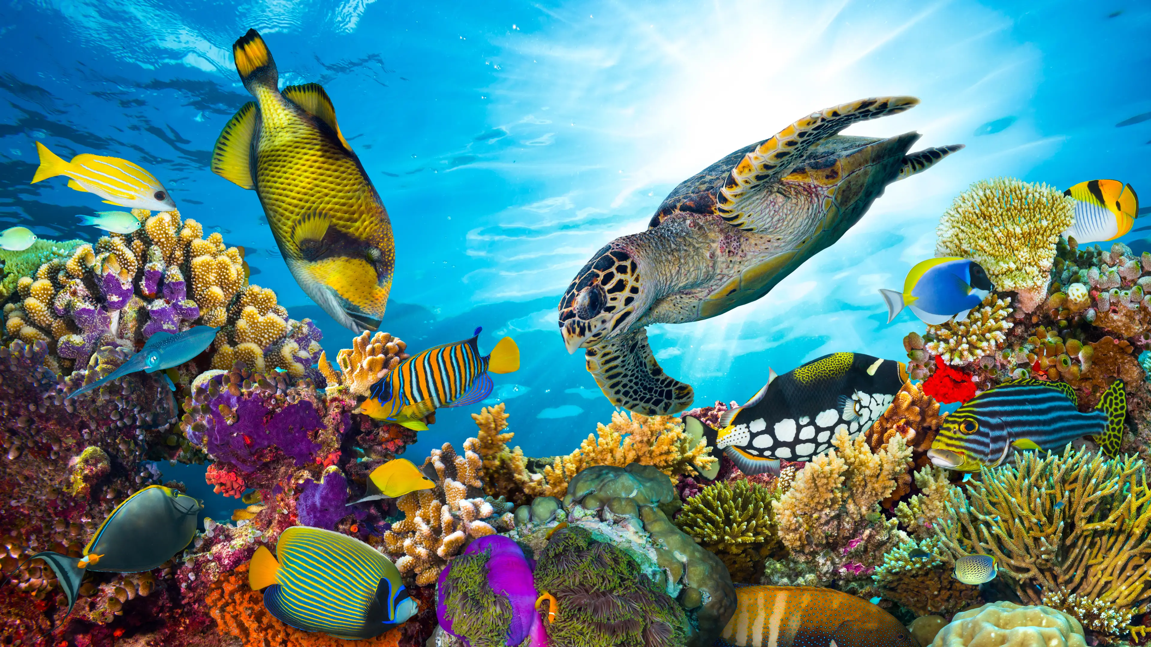 Cruising the Great Barrier Reef: What to Expect